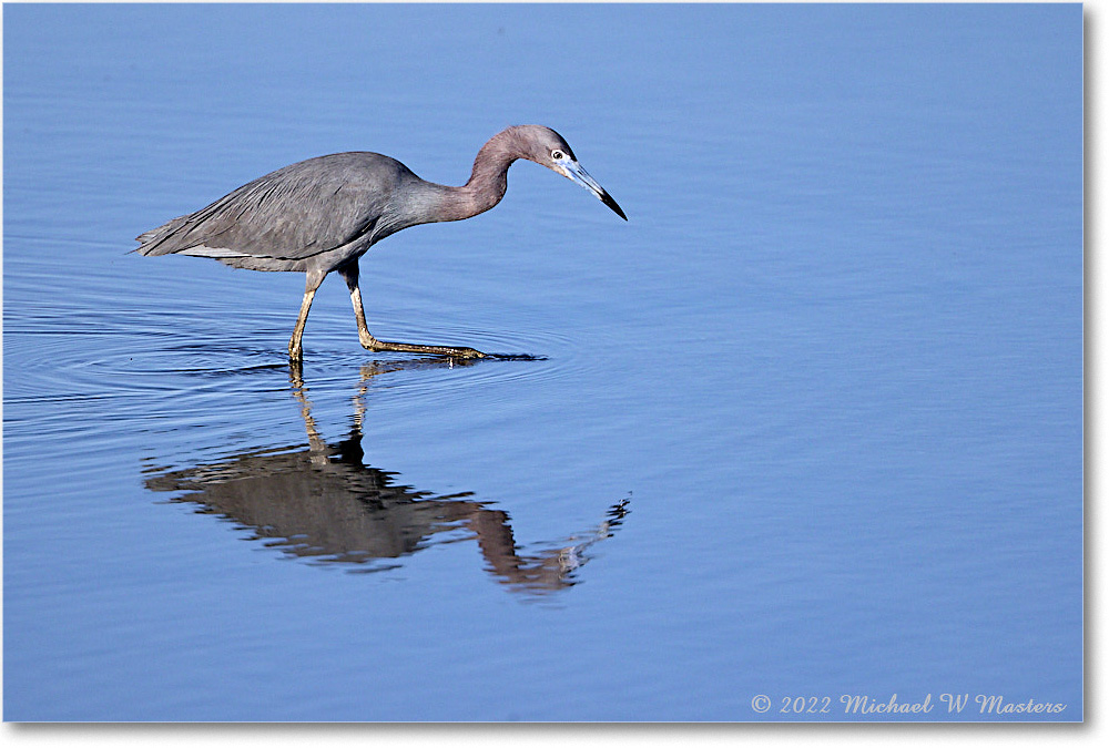 LittleBlueHeron_ChincoNWR_2022Jun_R5A08859 copy