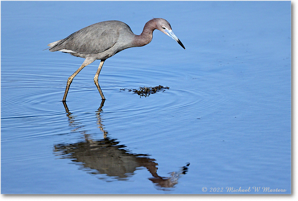 LittleBlueHeron_ChincoNWR_2022Jun_R5A08893 copy