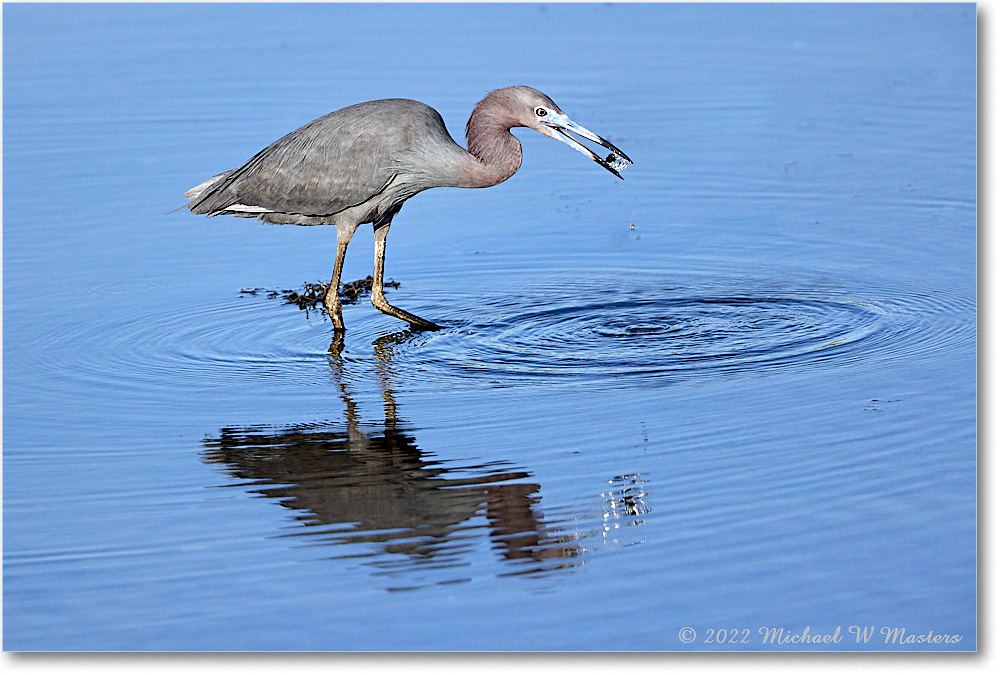 LittleBlueHeron_ChincoNWR_2022Jun_R5A08917 copy