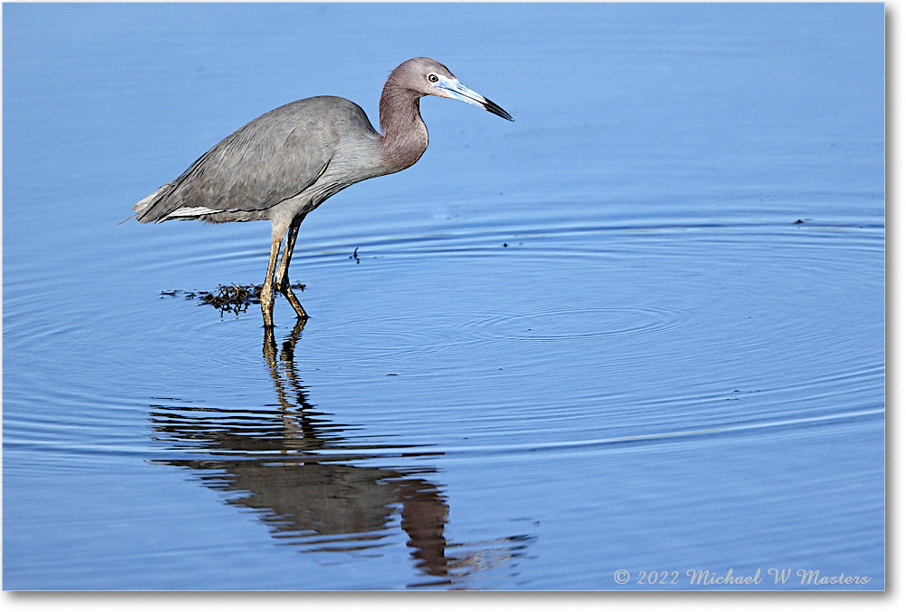 LittleBlueHeron_ChincoNWR_2022Jun_R5A08925 copy