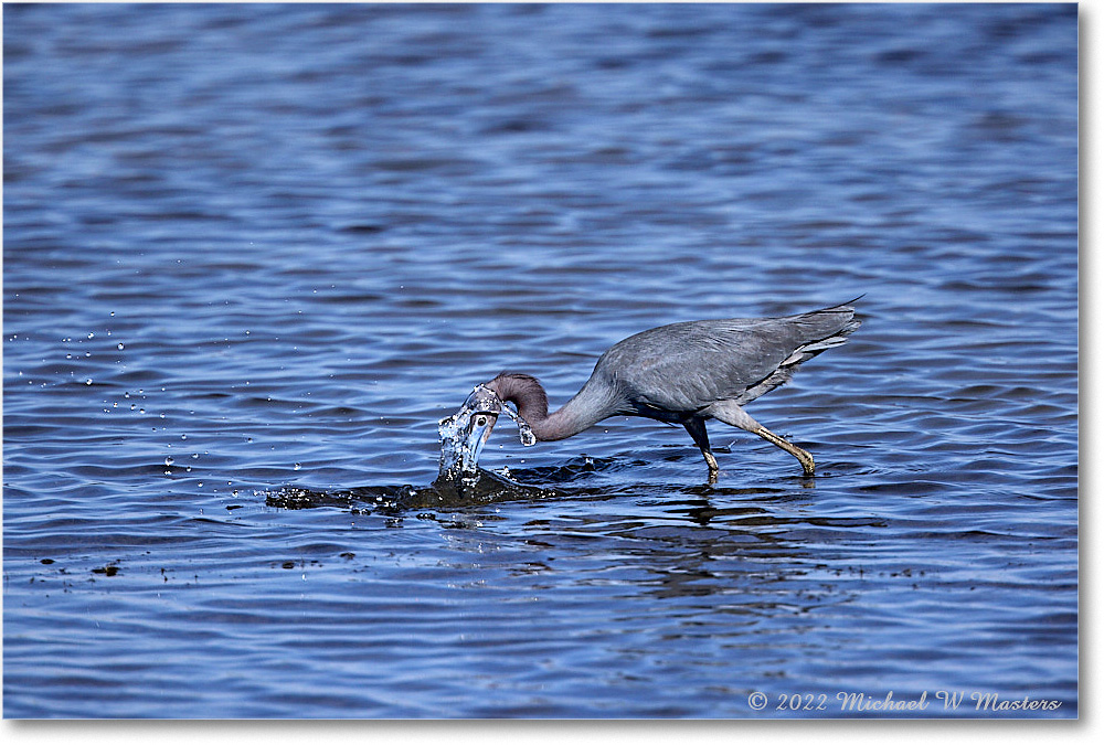 LittleBlueHeron_ChincoNWR_2022Jun_R5A09086 copy