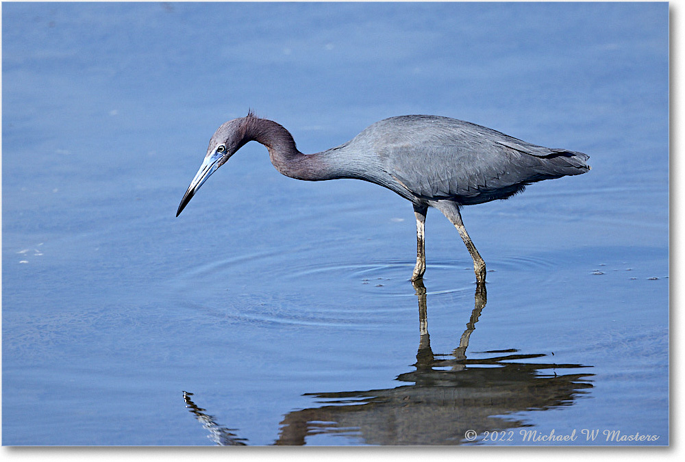 LittleBlueHeron_ChincoNWR_2022Jun_R5A09379 copy