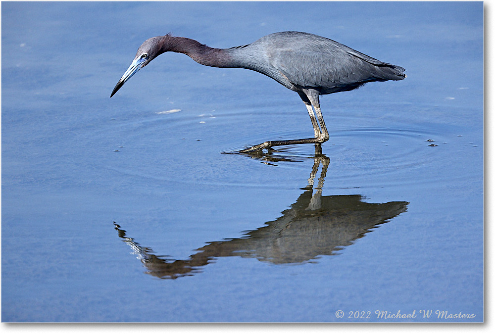 LittleBlueHeron_ChincoNWR_2022Jun_R5A09388 copy