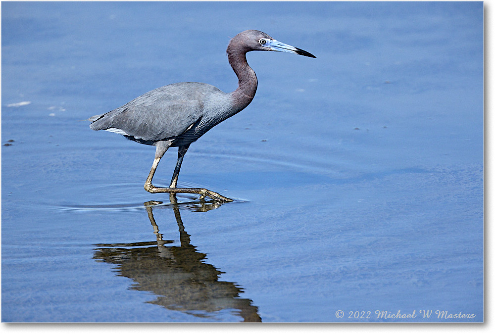 LittleBlueHeron_ChincoNWR_2022Jun_R5A09399 copy