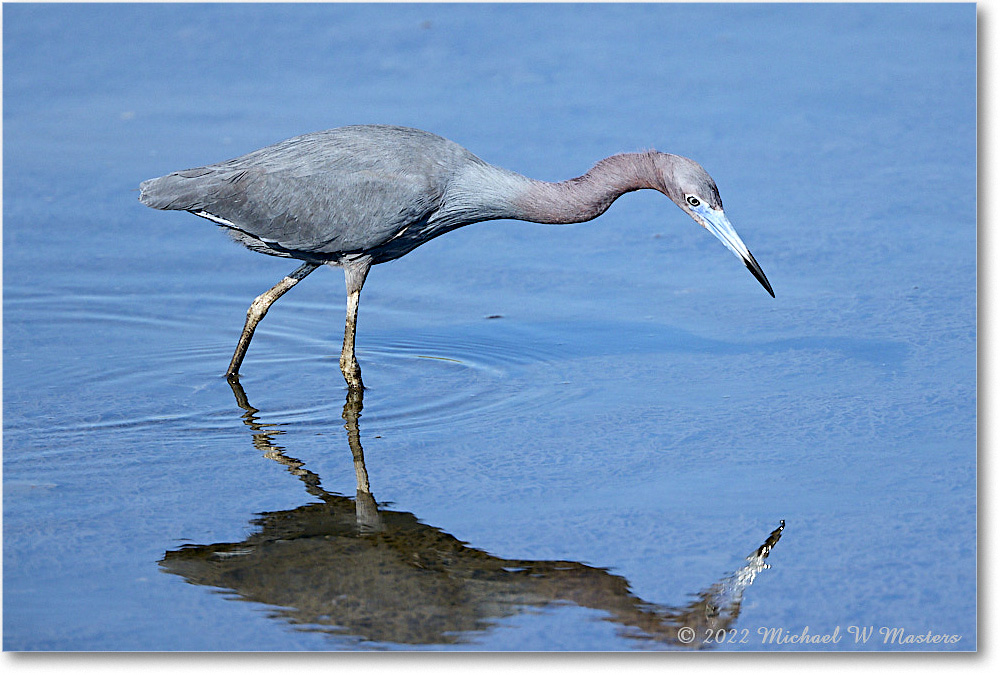 LittleBlueHeron_ChincoNWR_2022Jun_R5A09428 copy