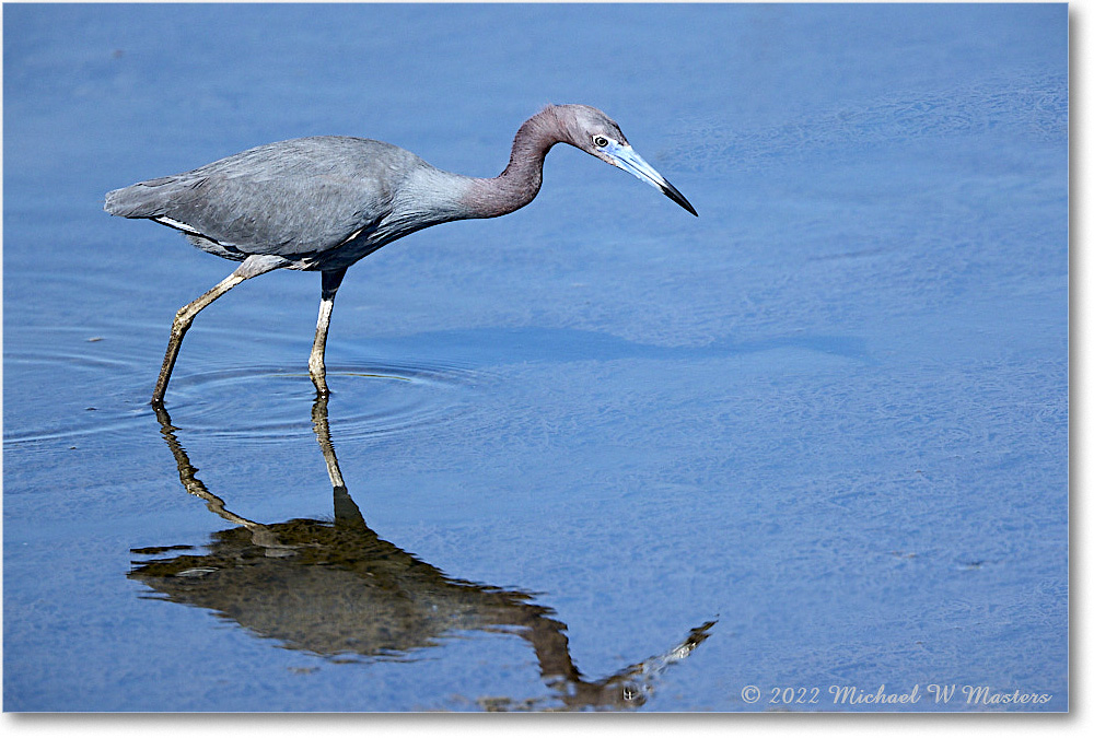 LittleBlueHeron_ChincoNWR_2022Jun_R5A09434 copy