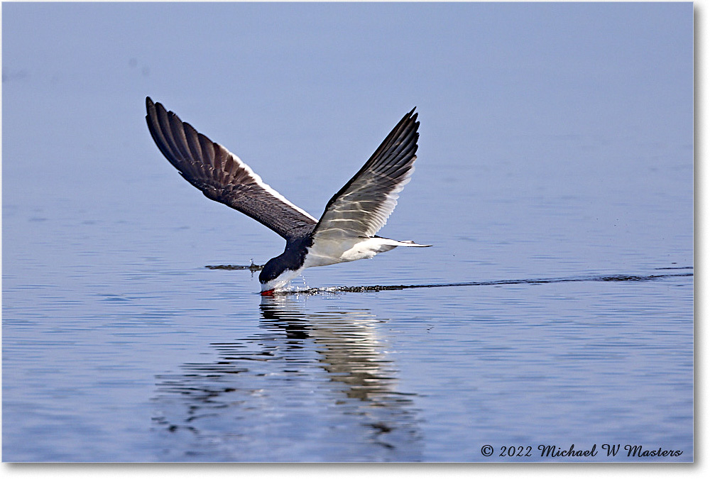 BlackSkimmer_Assateague_2022Jun_R5A09174 copy