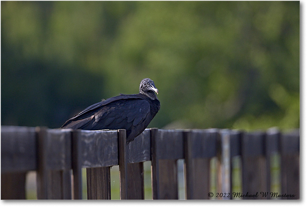 BlackVulture_ChincoNWR_2022Jun_R5A11066 copy