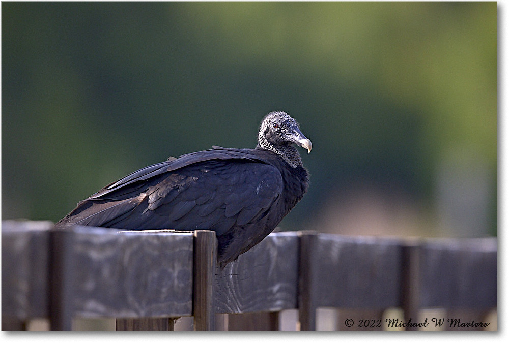 BlackVulture_ChincoNWR_2022Jun_R5B09343 copy