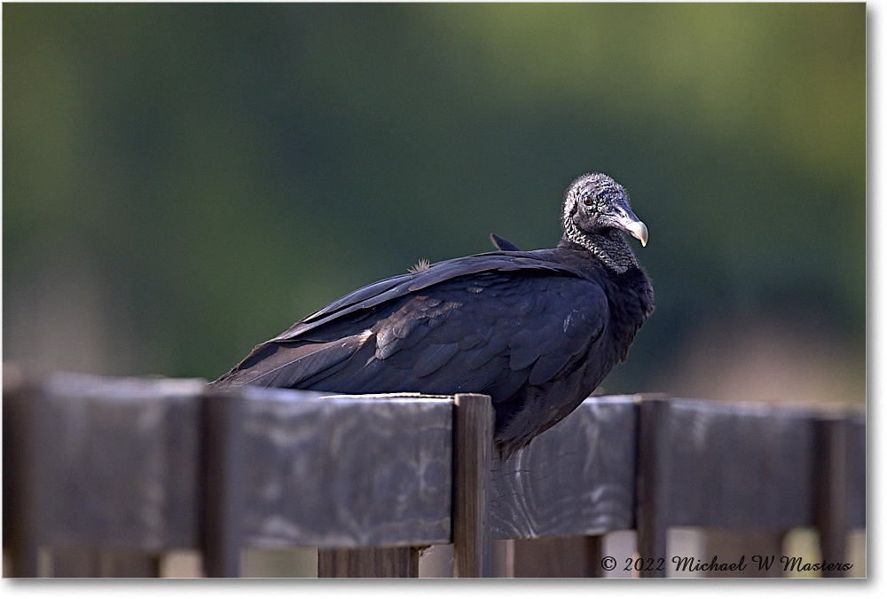 BlackVulture_ChincoNWR_2022Jun_R5B09366 copy