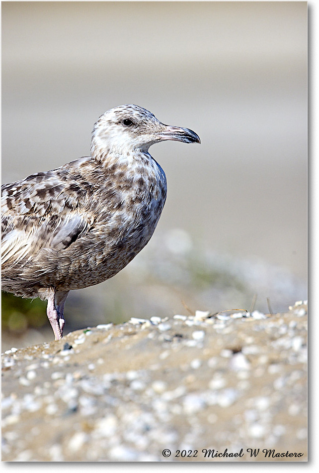 BlackbackGull_Assateague_2022Jun_R5A08051 copy