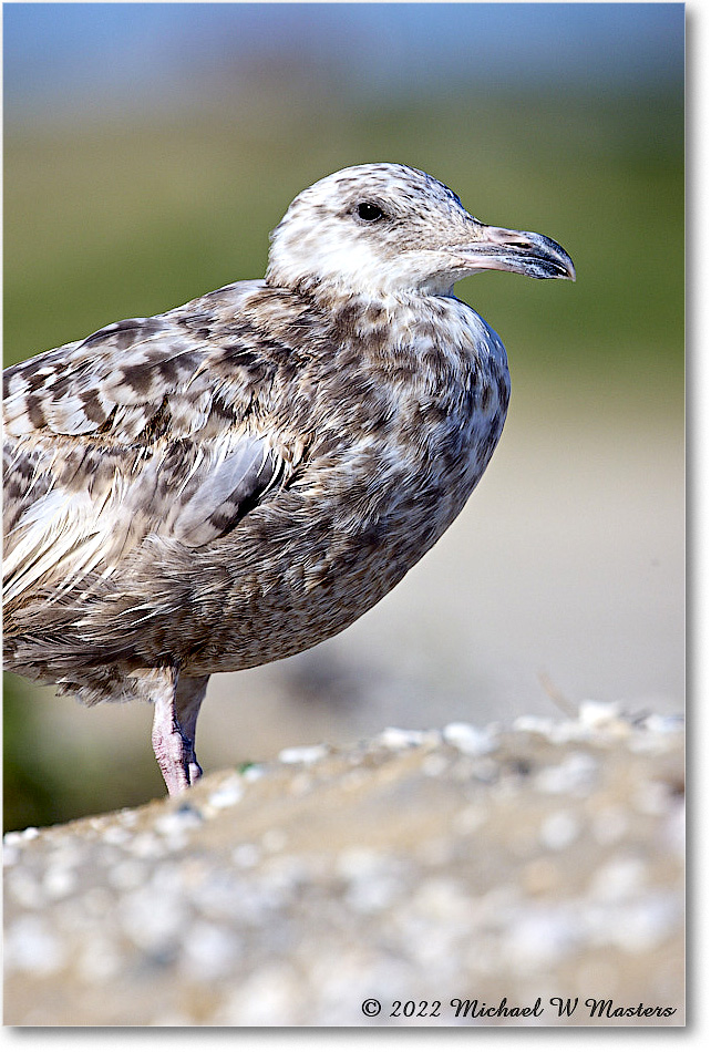 BlackbackGull_Assateague_2022Jun_R5A08083 copy