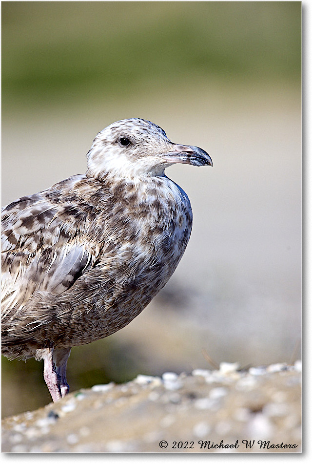 BlackbackGull_Assateague_2022Jun_R5A08095 copy