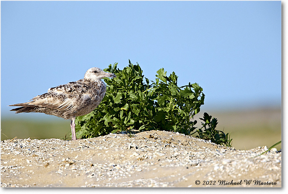 BlackbackGull_Assateague_2022Jun_R5A08101 copy