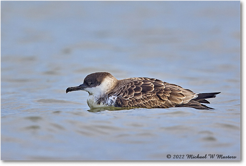 GreatShearwater_Assateague_2022Jun_R5B08724 copy