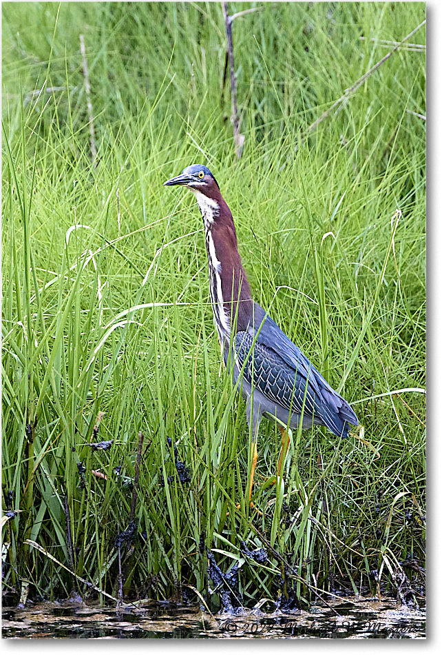 GreenHeron_ChincoNWR_2022Jun_R5A06137 copy