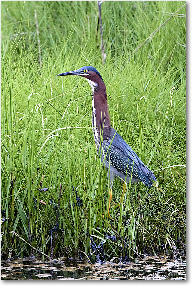 GreenHeron_ChincoNWR_2022Jun_R5A06139 copy