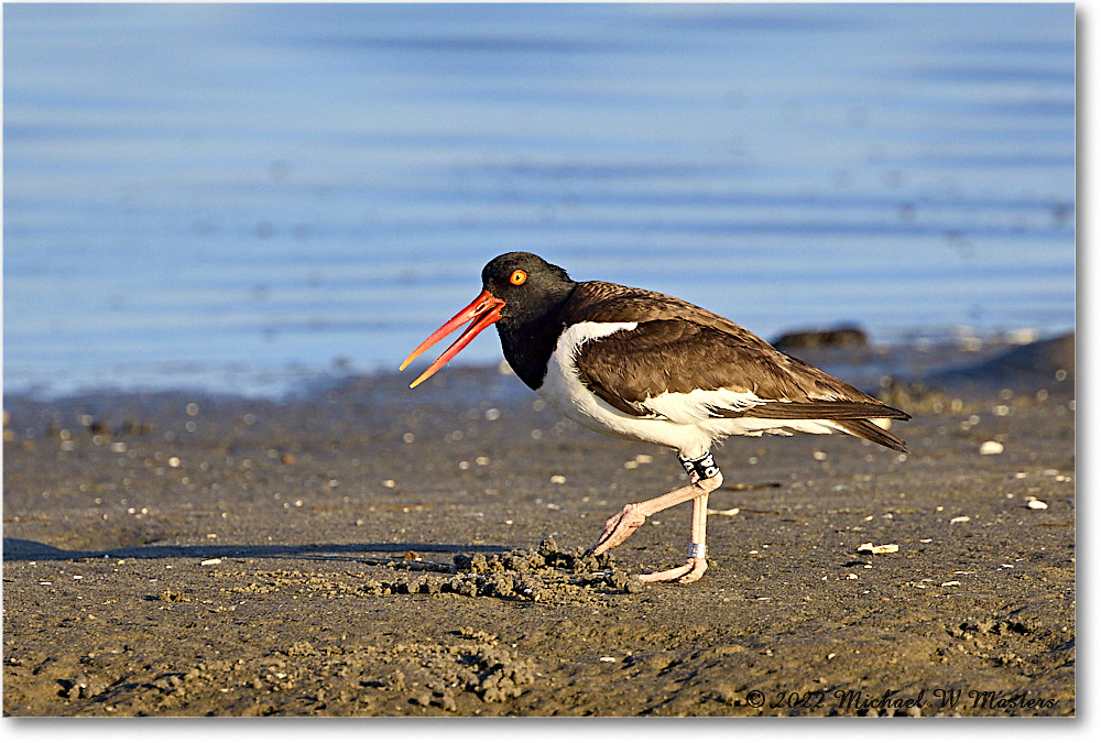 Oystercatcher_Assateague_2022Jun_R5A05694 copy