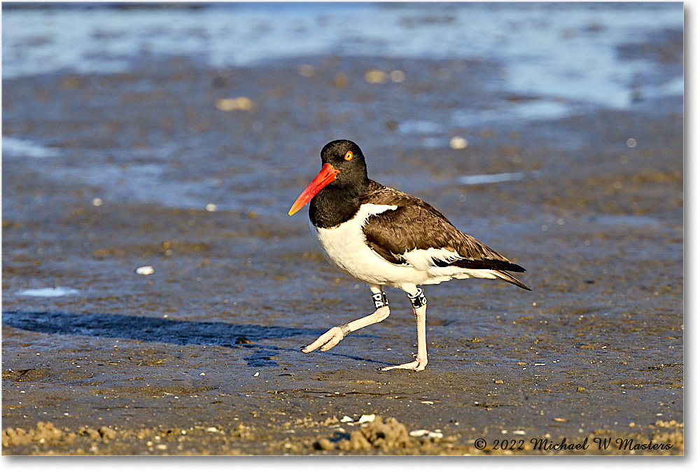 Oystercatcher_Assateague_2022Jun_R5A05703 copy