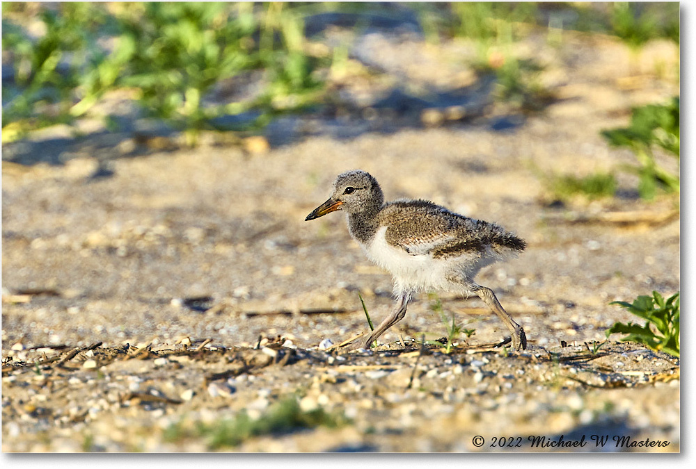 Oystercatcher_Assateague_2022Jun_R5A05709 copy