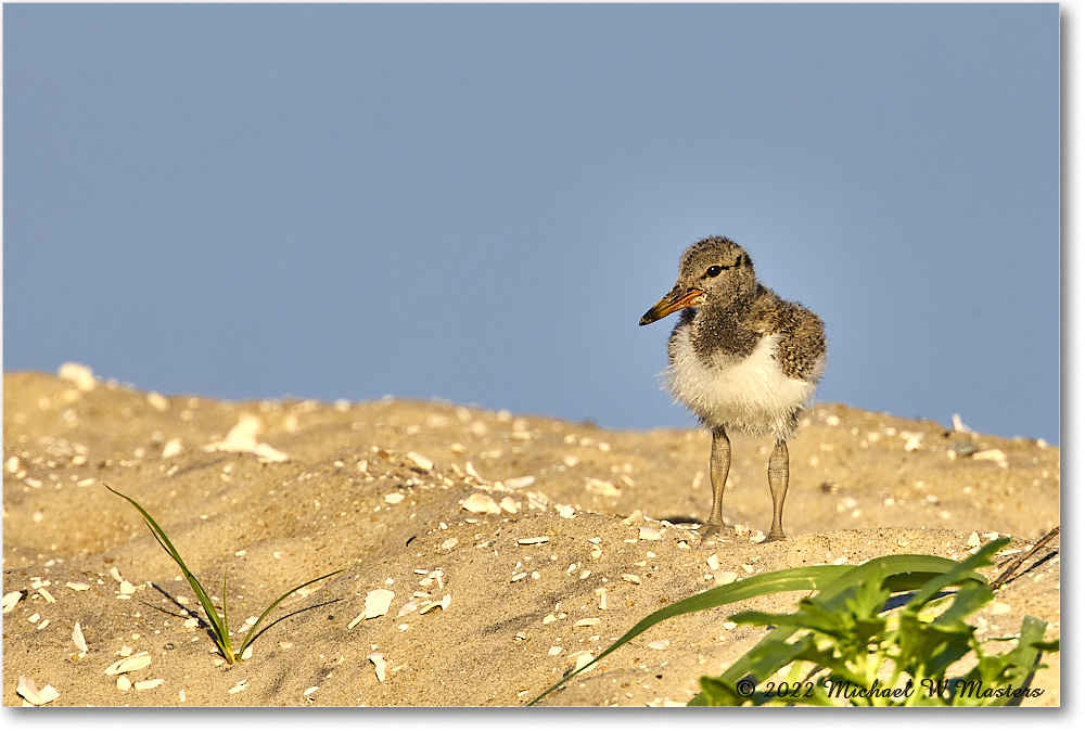 Oystercatcher_Assateague_2022Jun_R5A05779 copy