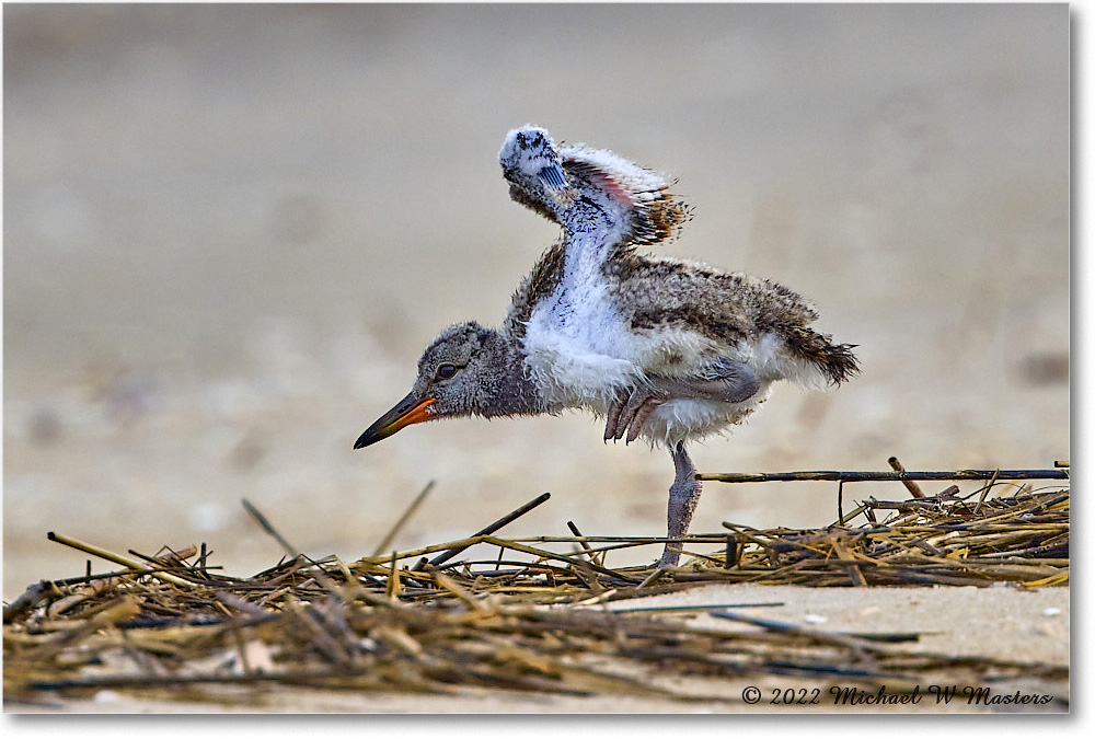 Oystercatcher_Assateague_2022Jun_R5A06511 copy