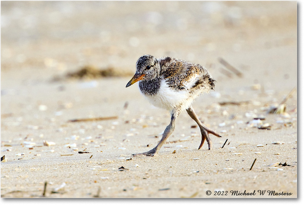 Oystercatcher_Assateague_2022Jun_R5A06698 copy