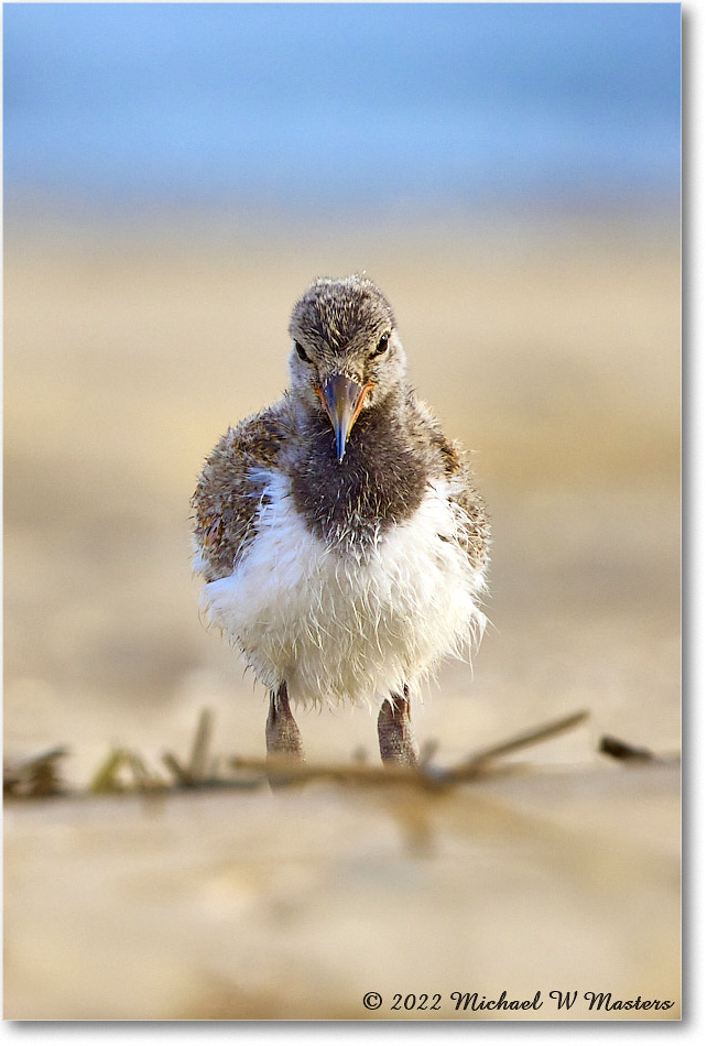 Oystercatcher_Assateague_2022Jun_R5A06753 1 copy