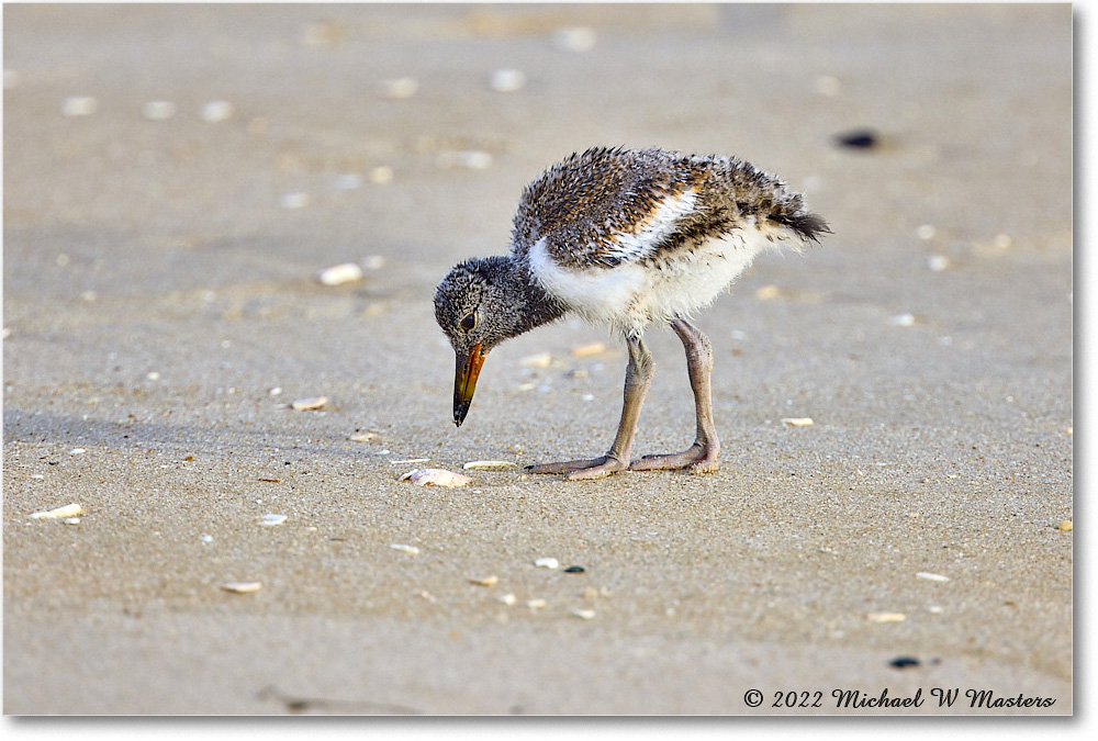 Oystercatcher_Assateague_2022Jun_R5A06800 copy