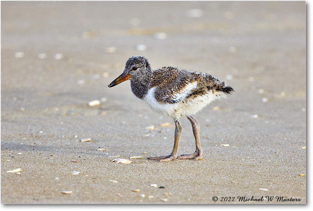 Oystercatcher_Assateague_2022Jun_R5A06802 copy