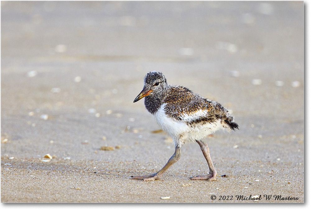 Oystercatcher_Assateague_2022Jun_R5A06812 copy