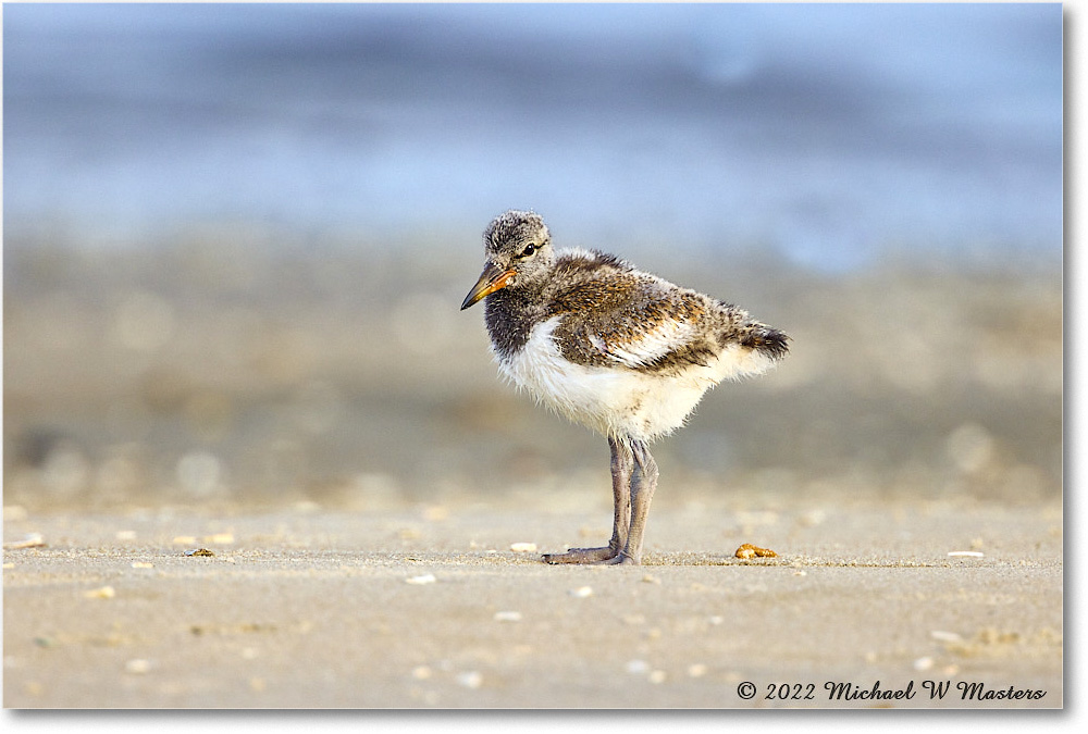 Oystercatcher_Assateague_2022Jun_R5A06819 copy