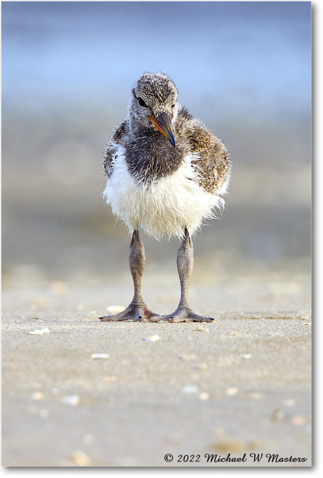 Oystercatcher_Assateague_2022Jun_R5A06827 copy