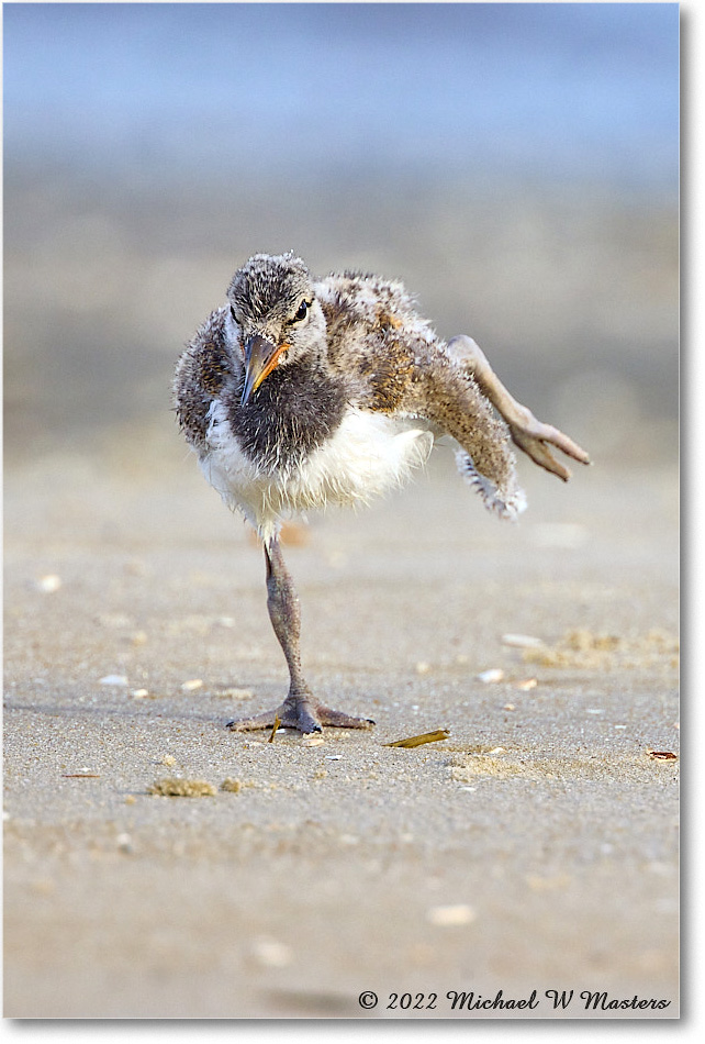 Oystercatcher_Assateague_2022Jun_R5A06844 copy