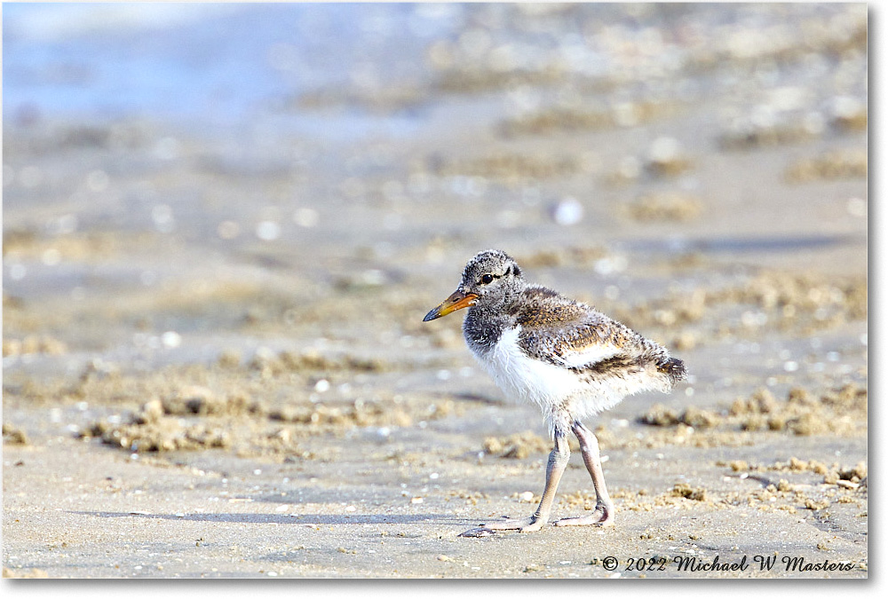 Oystercatcher_Assateague_2022Jun_R5A06951 copy