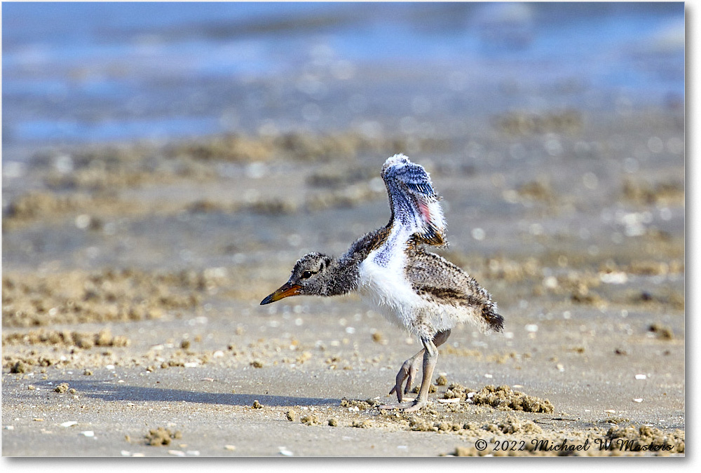 Oystercatcher_Assateague_2022Jun_R5A06958 copy