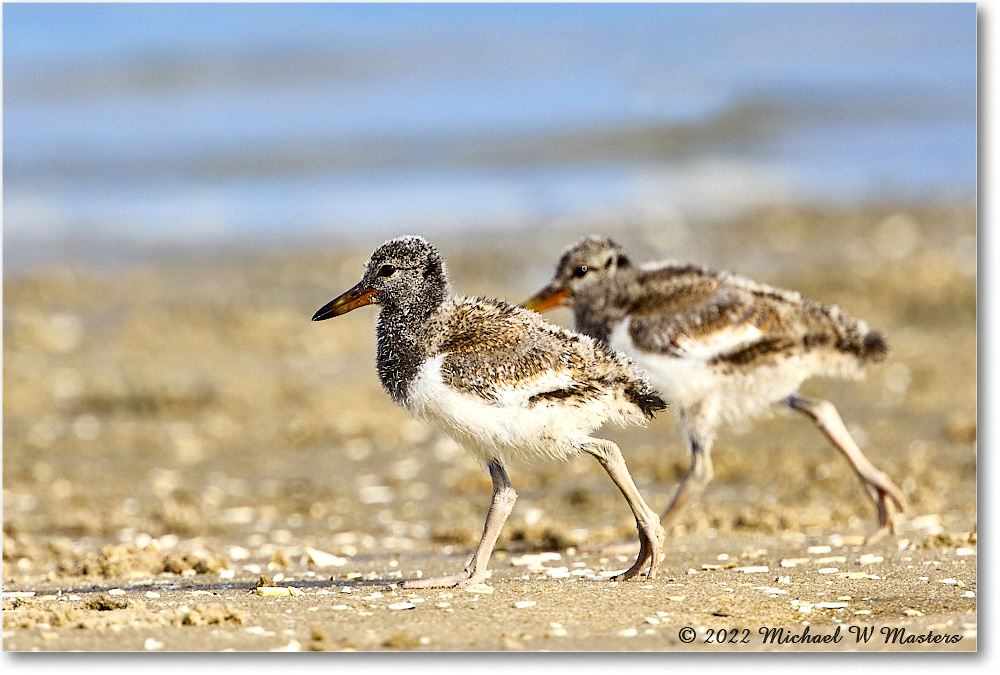 Oystercatcher_Assateague_2022Jun_R5A06975 copy