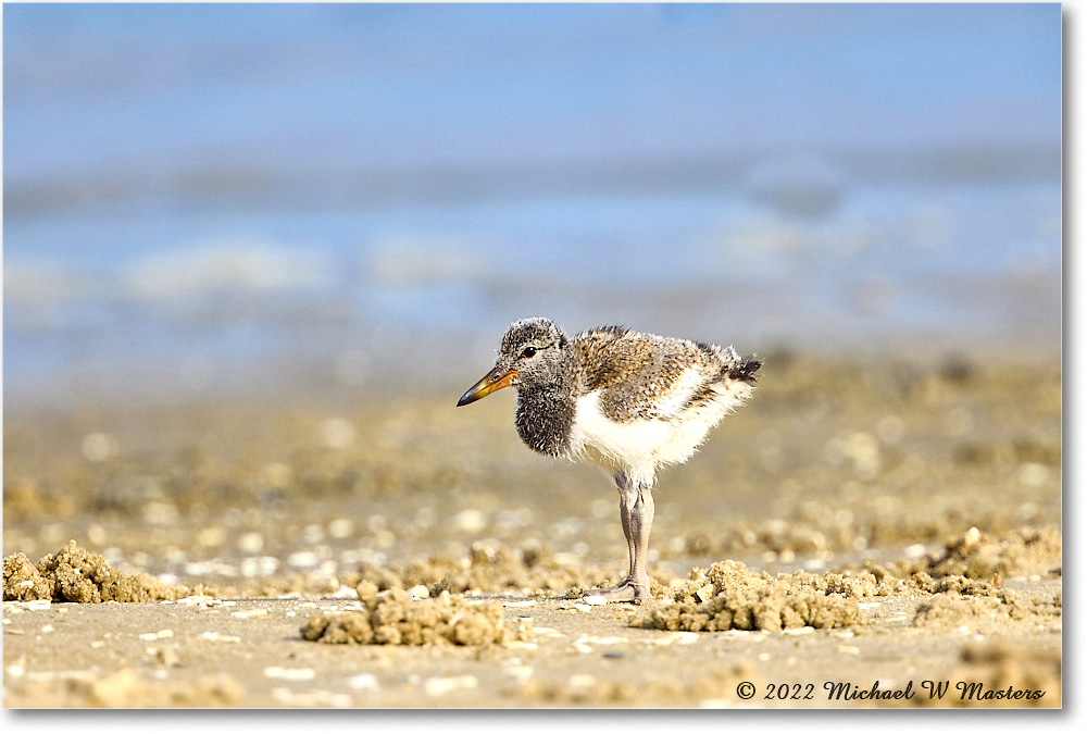 Oystercatcher_Assateague_2022Jun_R5A06988 copy