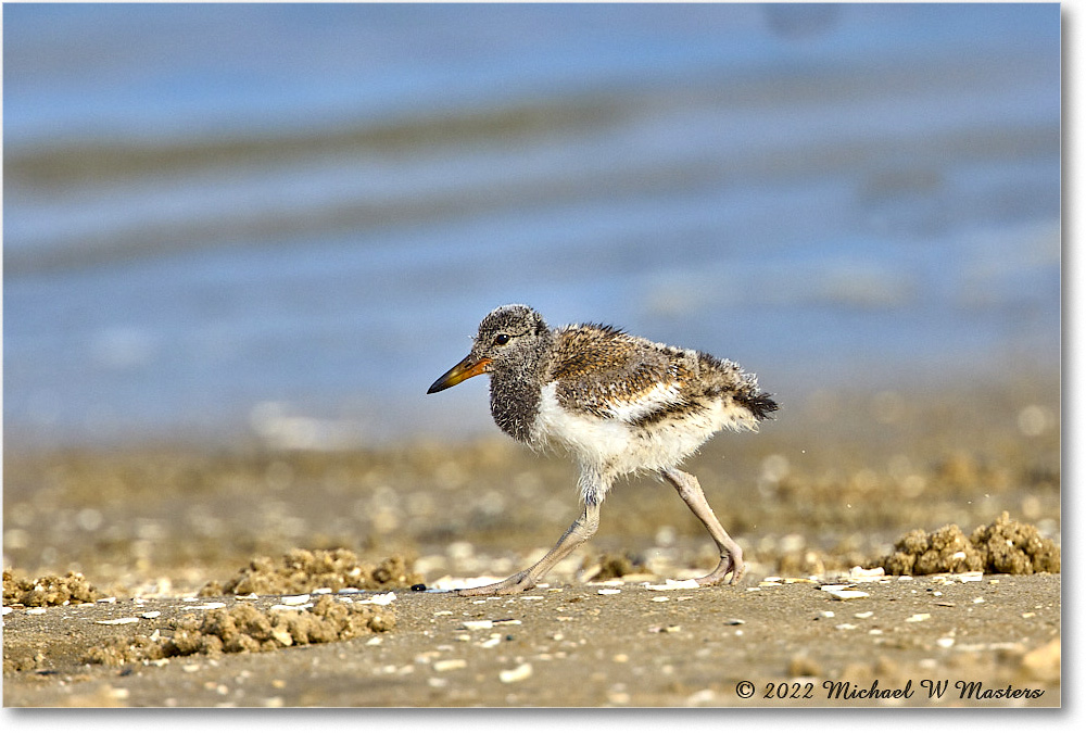 Oystercatcher_Assateague_2022Jun_R5A07005 copy