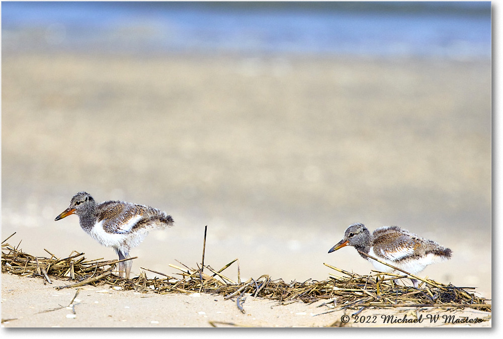 Oystercatcher_Assateague_2022Jun_R5A07029 copy