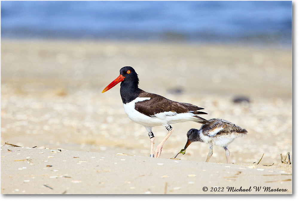 Oystercatcher_Assateague_2022Jun_R5A07088 copy