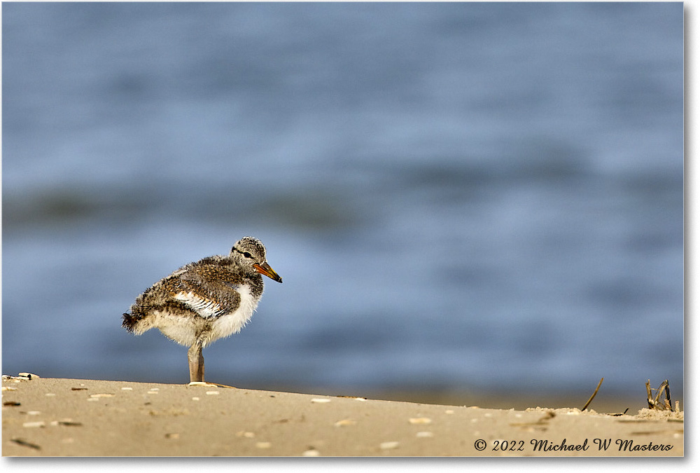 Oystercatcher_Assateague_2022Jun_R5A07128 copy