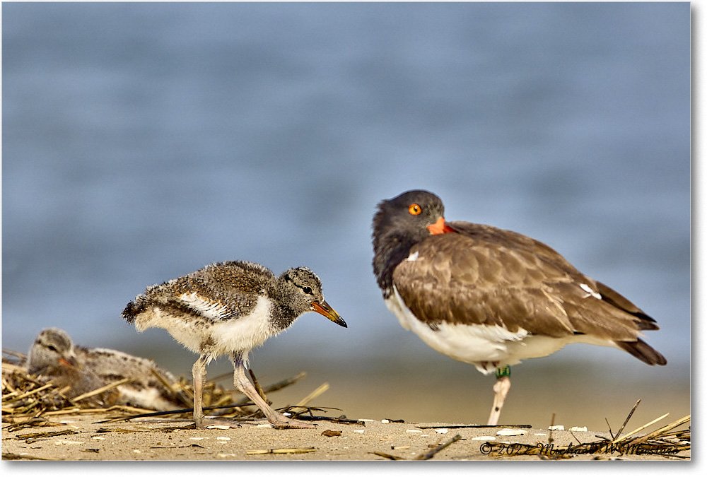 Oystercatcher_Assateague_2022Jun_R5A07154 copy