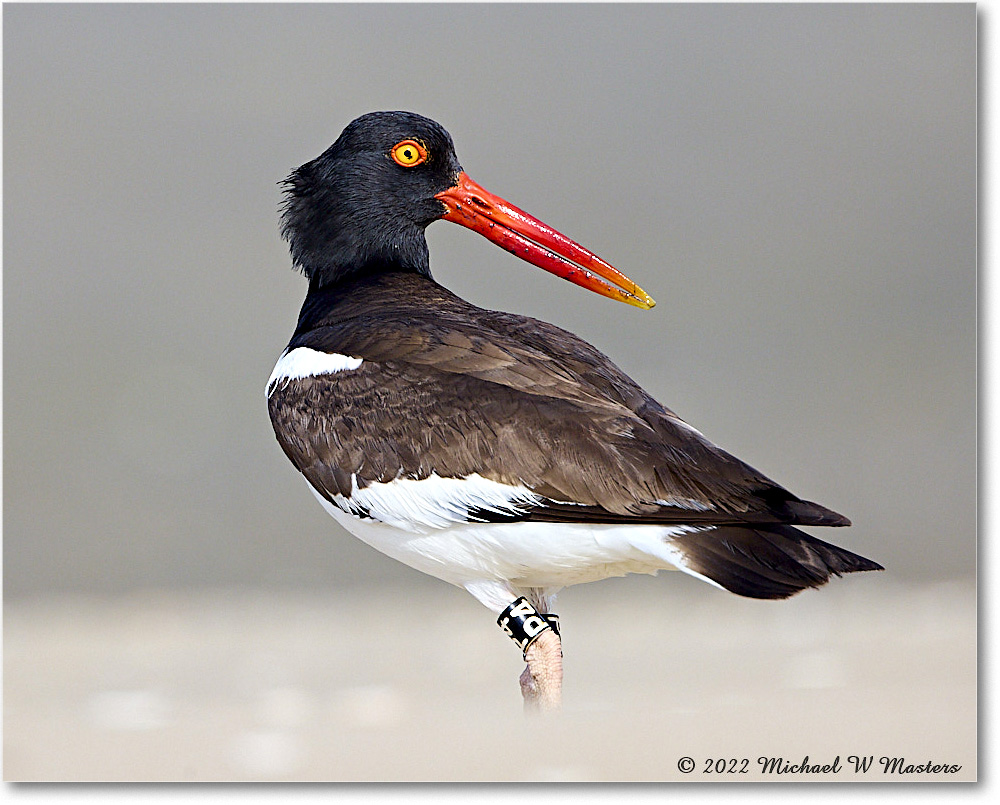 Oystercatcher_Assateague_2022Jun_R5A07246 copy