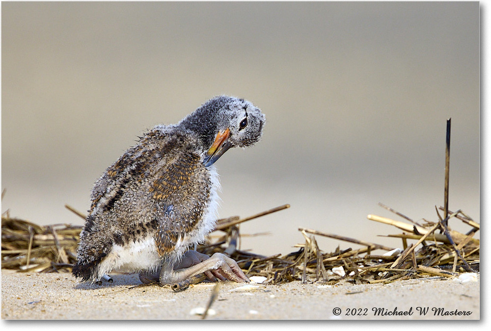 Oystercatcher_Assateague_2022Jun_R5A07269 copy