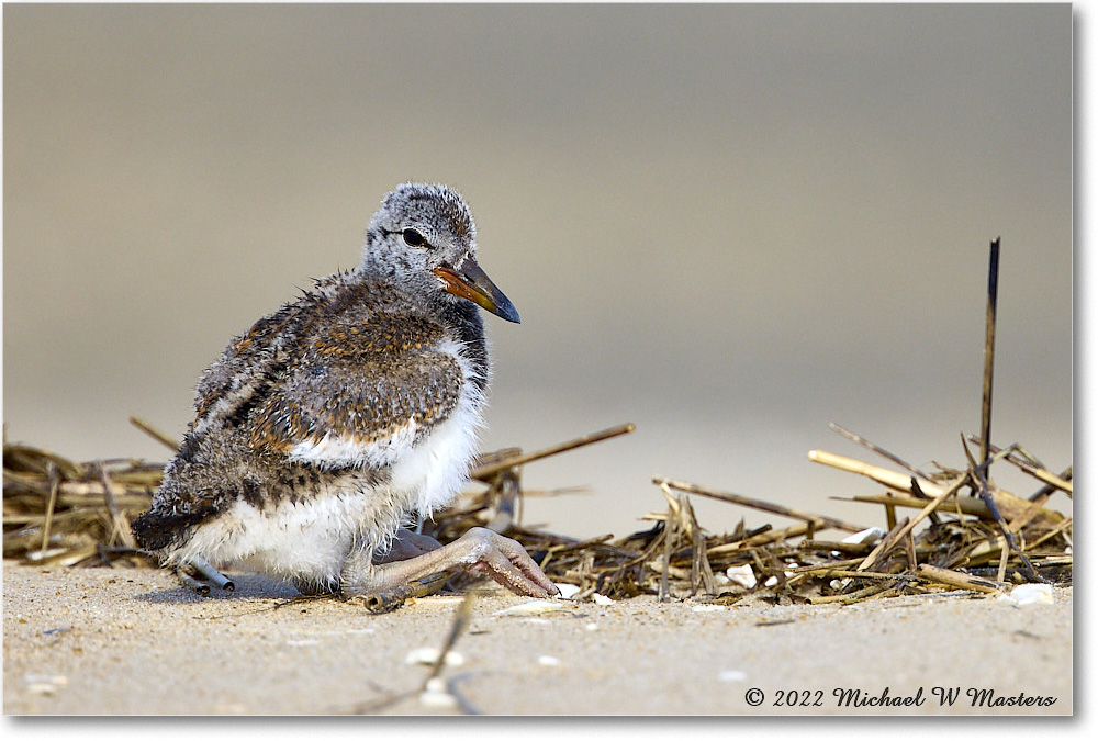 Oystercatcher_Assateague_2022Jun_R5A07281 copy