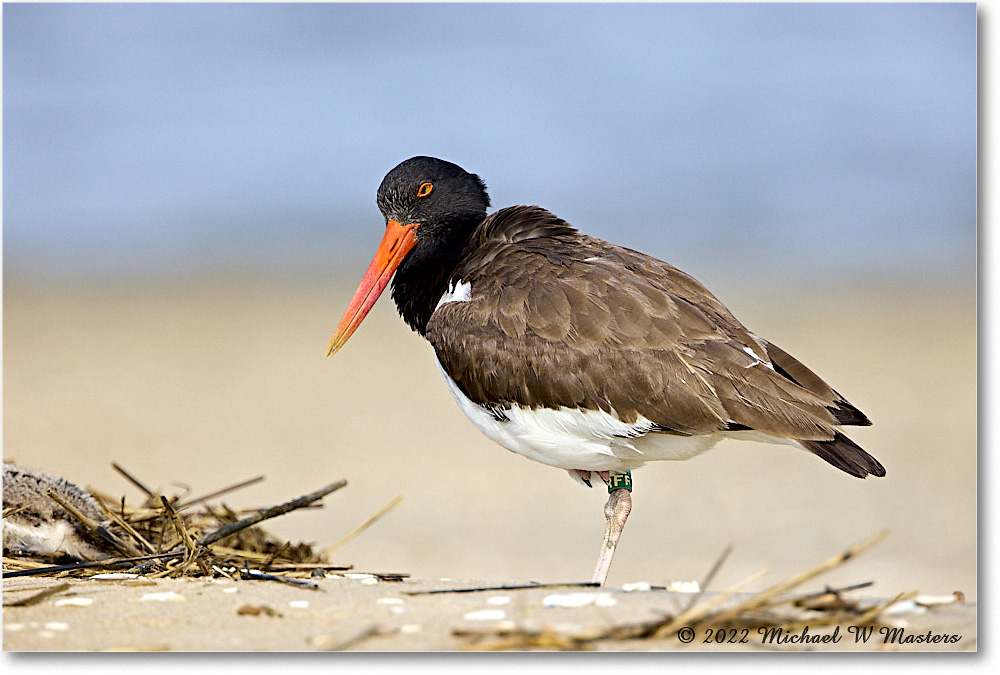 Oystercatcher_Assateague_2022Jun_R5A07311 copy