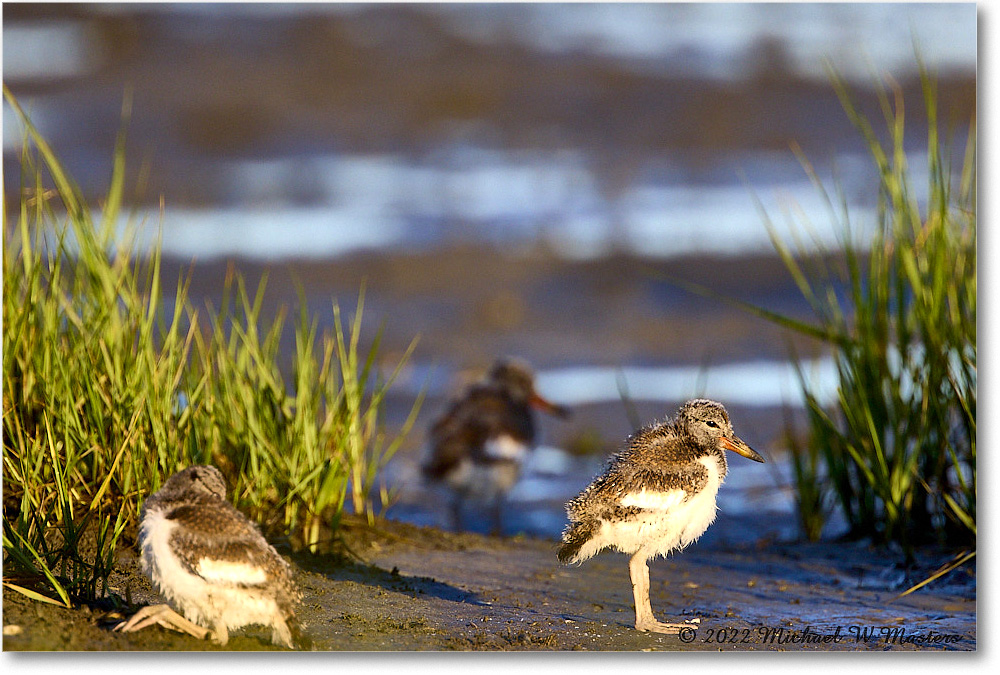 Oystercatcher_Assateague_2022Jun_R5A07918 copy