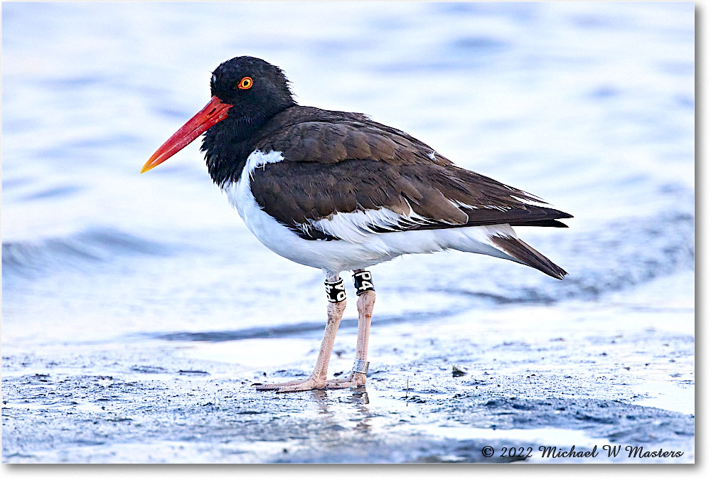 Oystercatcher_Assateague_2022Jun_R5A10341 copy