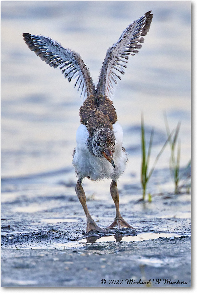 Oystercatcher_Assateague_2022Jun_R5A10368 copy